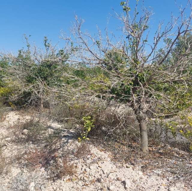 Hacia donde va la agricultura en la Región de Murcia - 1, Foto 1