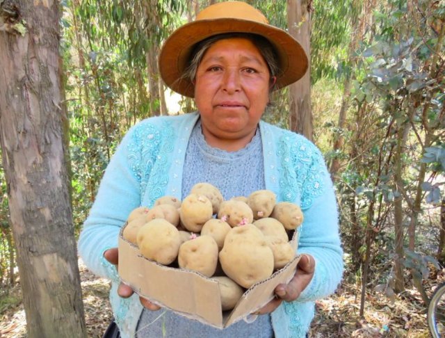 Nueva variedad de patata que resiste al cambio climático - 1, Foto 1