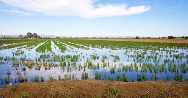 Unión de Uniones ve poco realista y restrictivo para los agricultores y ganaderos el acuerdo político europeo sobre la propuesta de Reglamento de Restauración de la Naturaleza - 2, Foto 2