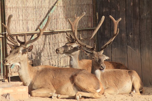 Los ciervos de Terra Natura Murcia comienzan su época de apareamiento - 1, Foto 1