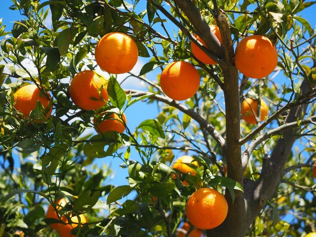 Agroseguro presenta en la Región de Murcia las novedades del seguro de frutales para la próxima campaña - 1, Foto 1