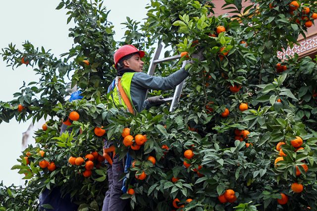 En Sevilla comienza la recogida de las naranjas amarga de los naranjos sevillanos - 1, Foto 1