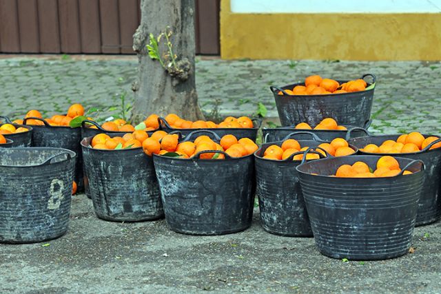 En Sevilla comienza la recogida de las naranjas amarga de los naranjos sevillanos - 2, Foto 2