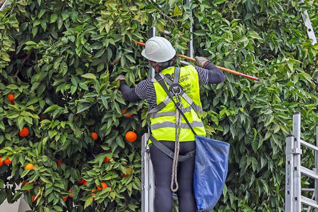 En Sevilla comienza la recogida de las naranjas amarga de los naranjos sevillanos - 3, Foto 3