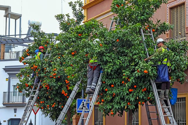 En Sevilla comienza la recogida de las naranjas amarga de los naranjos sevillanos - 4, Foto 4