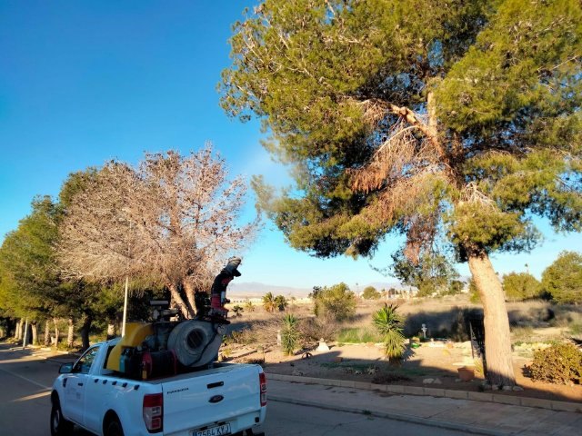 Plan de actuacin contra la procesionaria del pino en todo el municipio de Mazarrn, pedanas y Camposol, Foto 1