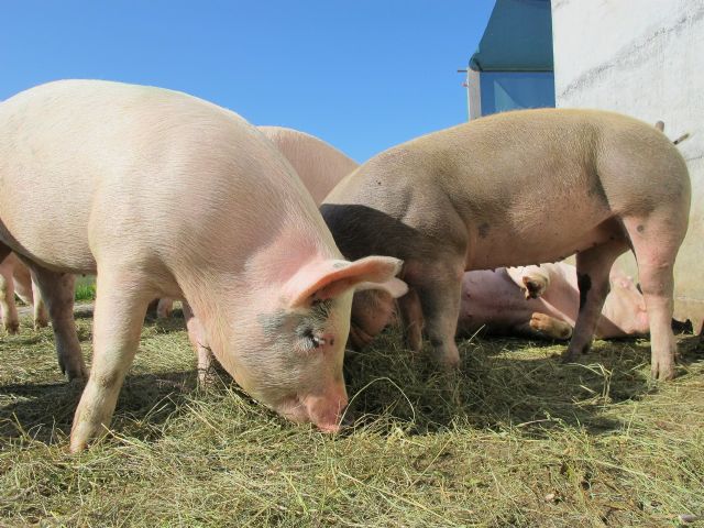 Un proyecto en el que participa la UMU busca eliminar el uso de antibióticos en la alimentación del ganado porcino - 1, Foto 1