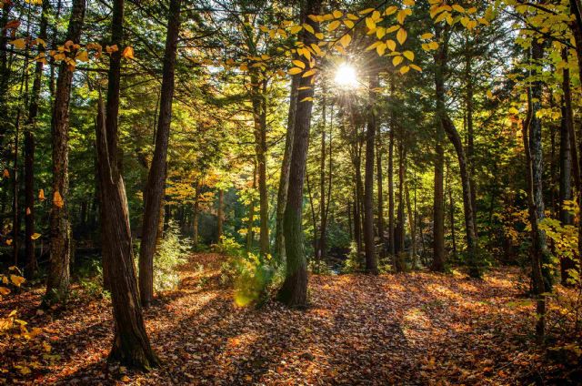 COPADE busca concienciar sobre el problema de la deforestación importada con el proyecto ´´Bosques Vivos´´ - 1, Foto 1