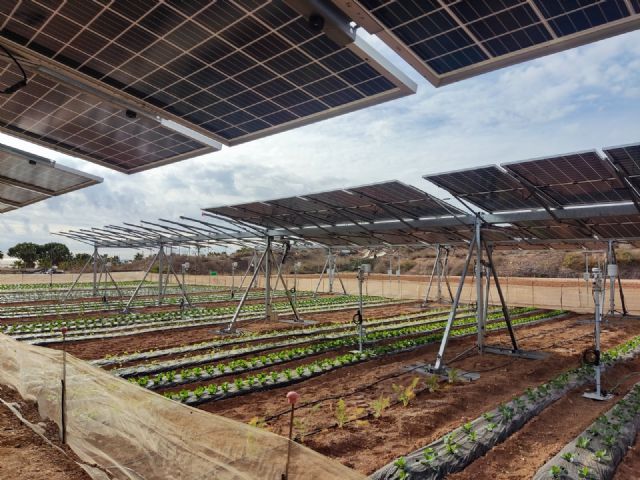 El IMIDA evalúa el potencial de los sistemas agrovoltaicos para la producción de hortalizas y plantas aromáticas en la Región - 1, Foto 1