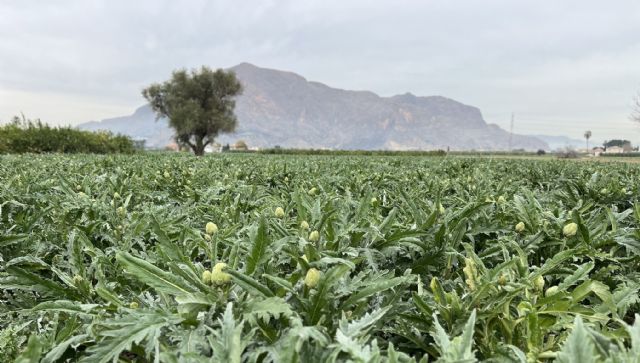 Almoradí acoge una jornada técnica para abordar las últimas investigaciones sobre el cultivo de la alcachofa - 1, Foto 1