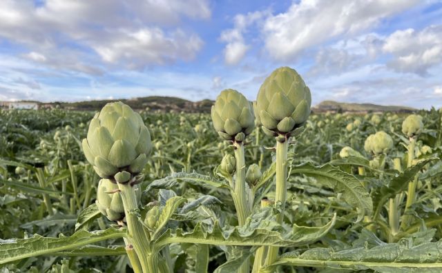 Almoradí acoge una jornada técnica para abordar las últimas investigaciones sobre el cultivo de la alcachofa - 2, Foto 2