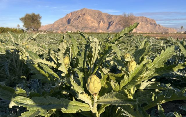 Almoradí acoge una jornada técnica para abordar las últimas investigaciones sobre el cultivo de la alcachofa - 3, Foto 3