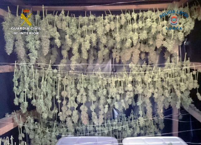 Desmantelan un sofisticado invernadero de cultivo de marihuana en una casa de campo de El Garrobillo-Lorca - 2, Foto 2