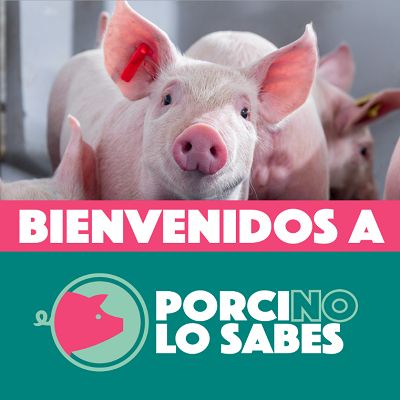 MSD Animal Health refuerza su compromiso con el sector porcino lanzando Porci no Lo Sabes en redes sociales - 1, Foto 1