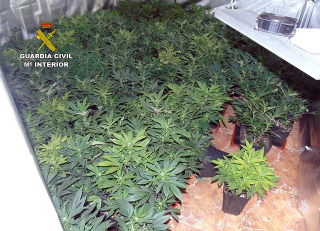 La Guardia Civil sorprende a siete personas manipulando cannabis en un chalé de El Esparragal-Murcia - 4, Foto 4