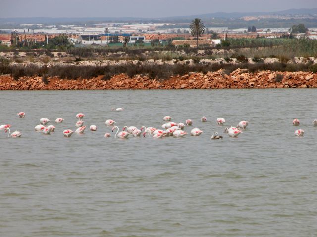 El Mar Menor, las Lagunas de Campotéjar y Las Moreras se suman a las zonas de vigilancia respecto a la influenza aviar - 1, Foto 1