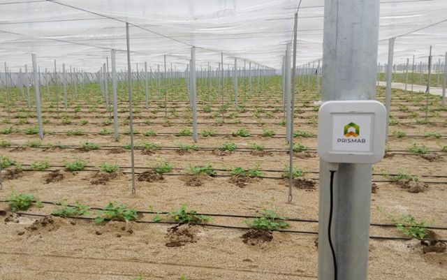 Los cultivos murcianos logran reducir un 30% el consumo de agua con sensores inteligentes de Prismab - 2, Foto 2