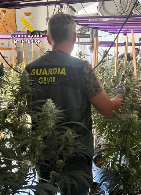 La Guardia Civil desarticula en Murcia y Torre Pacheco otro grupo delictivo que cultivaba cannabis - 2, Foto 2