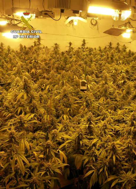 La Guardia Civil desarticula en Murcia un grupo delictivo dedicado al cultivo ilícito de marihuana - 4, Foto 4