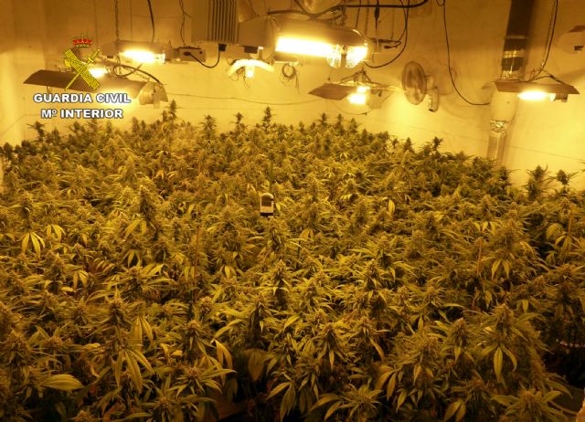 La Guardia Civil desarticula en Murcia un grupo delictivo dedicado al cultivo ilícito de marihuana - 5, Foto 5