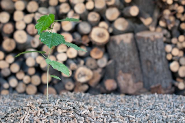 La clave para prevenir incendios está en el aprovechamiento de la biomasa forestal como energía renovable - 1, Foto 1