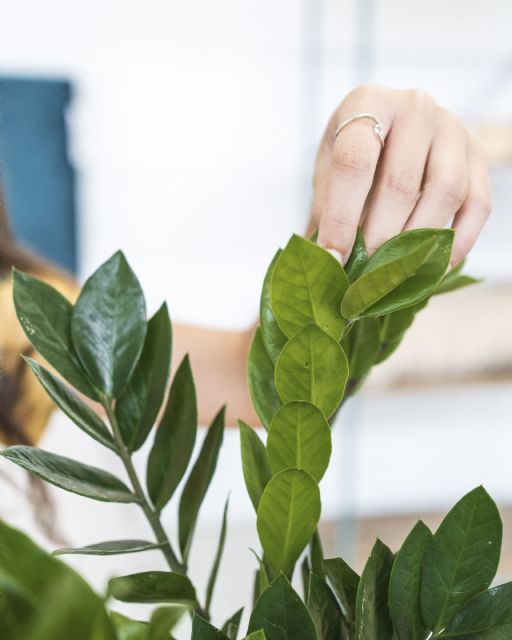 Como cuidar las plantas en verano para que sobrevivan al calor - 1, Foto 1