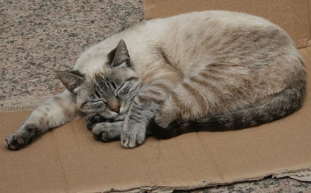 Salud Pública y el Colegio de Veterinarios recuerdan las obligaciones de los dueños de mascotas en verano