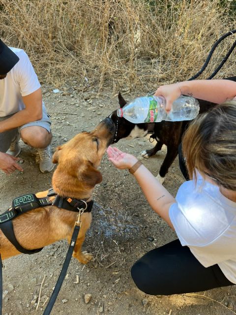 El 74% de la sociedad española está dispuesta a cuidar de las mascotas de sus vecin@s para evitar el abandono animal - 2, Foto 2