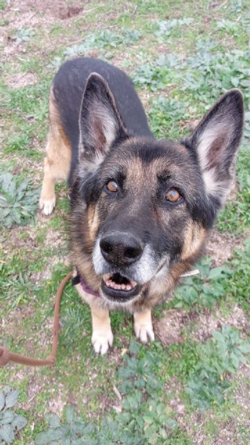 33 animales son abandonados por hora en España - 1, Foto 1