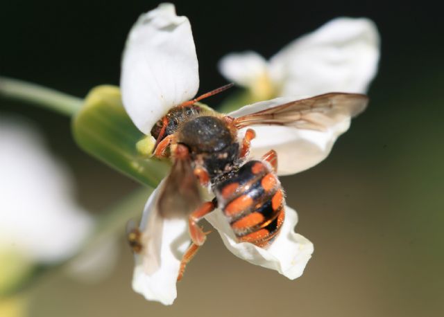 Agricultura realiza un ensayo sobre aplicación de atrayente de abejas en melón - 1, Foto 1