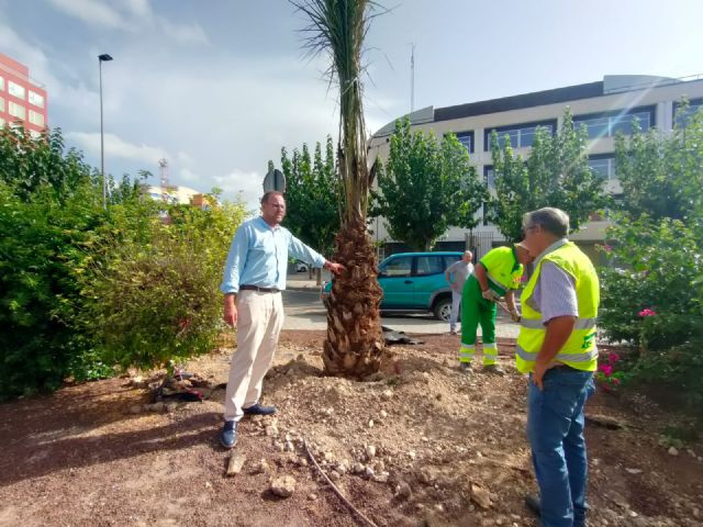 El Ayuntamiento planta más de un centenar de palmeras para embellecer medianas y rotondas del municipio - 1, Foto 1