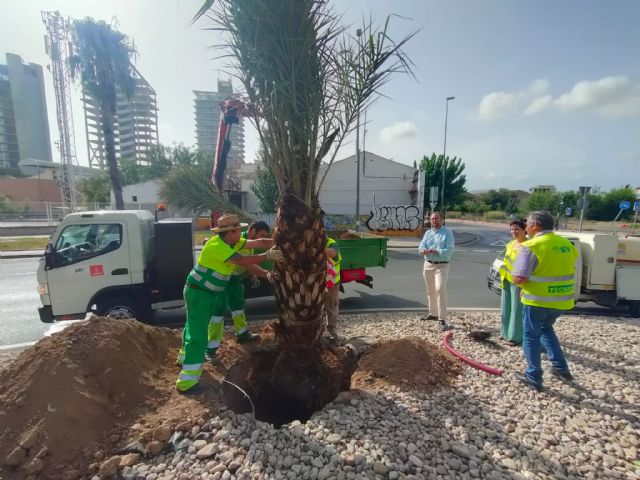 El Ayuntamiento planta más de un centenar de palmeras para embellecer medianas y rotondas del municipio - 2, Foto 2