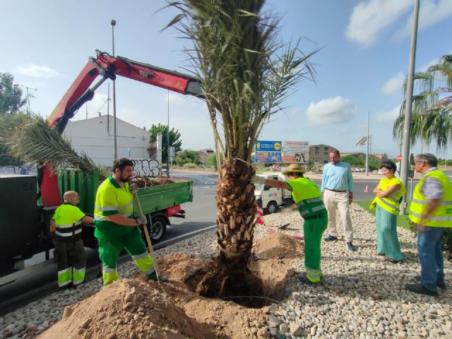 El Ayuntamiento planta más de un centenar de palmeras para embellecer medianas y rotondas del municipio - 3, Foto 3