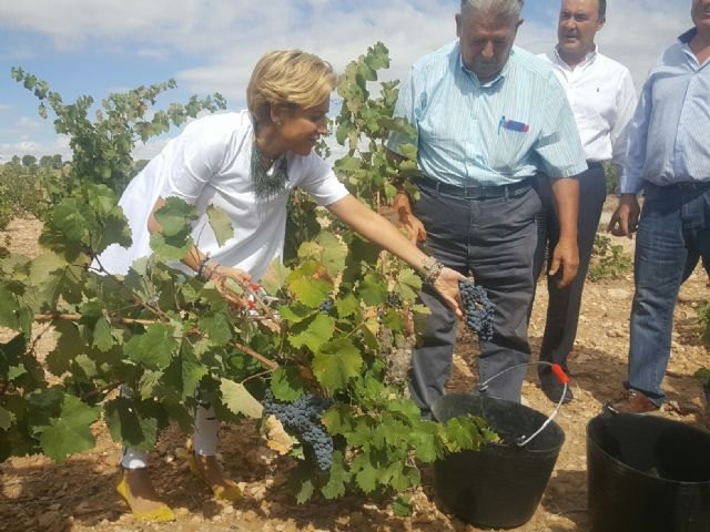 La Consejería propone a la Mesa del Vino el establecimiento de una figura de calidad para los viñedos de secano de la Región - 1, Foto 1