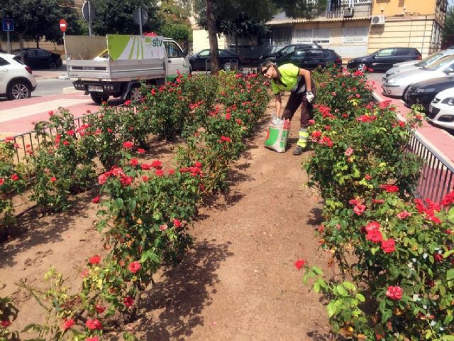 Toneladas de abono permitirán una mejor floración de los miles de rosales plantados en el municipio - 1, Foto 1