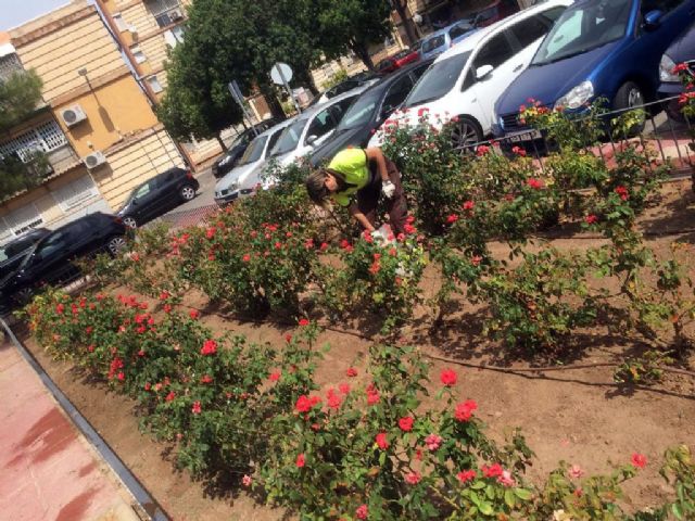 Toneladas de abono permitirán una mejor floración de los miles de rosales plantados en el municipio - 2, Foto 2