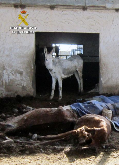 La Guardia Civil investiga al propietario de una explotación de equinos por delito de maltrato animal - 2, Foto 2