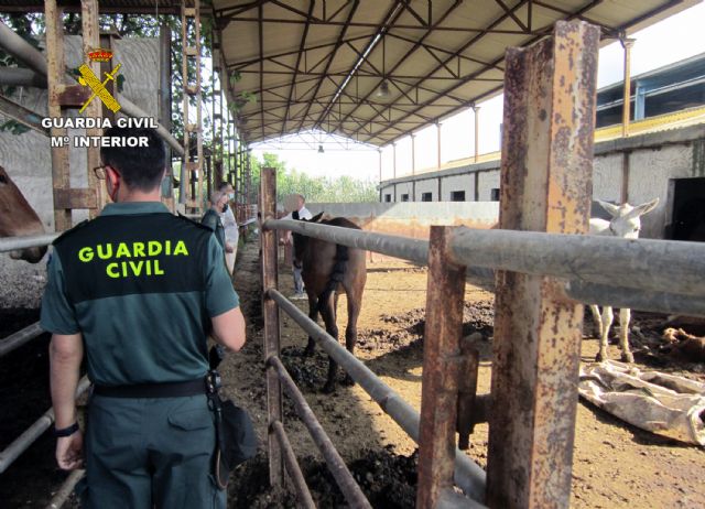 La Guardia Civil investiga al propietario de una explotación de equinos por delito de maltrato animal - 3, Foto 3