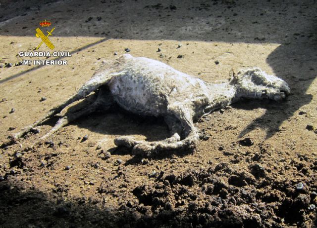 La Guardia Civil investiga al propietario de una explotación de equinos por delito de maltrato animal - 4, Foto 4