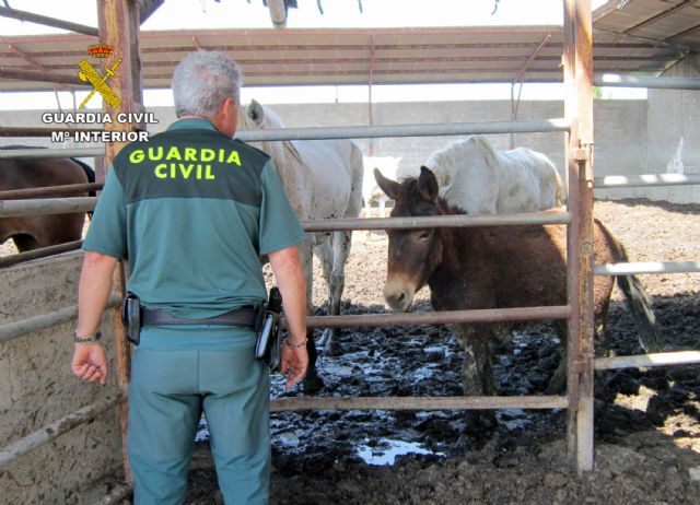 La Guardia Civil investiga al propietario de una explotación de equinos por delito de maltrato animal - 5, Foto 5