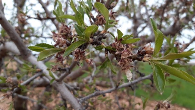 Las indemnizaciones de la última cosecha de frutos secos superan los 45 millones de euros, el doble que en 2021 - 1, Foto 1