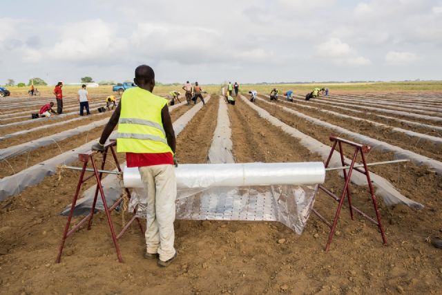 La Región de Murcia es el mejor exponente de la agricultura sostenible y productiva - 3, Foto 3