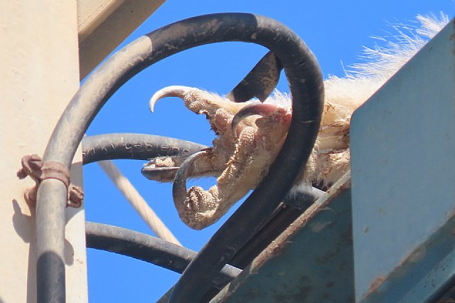 Un búho real ha aparecido muerto por esa causa en el paraje aguileño de Los Melenchones - 2, Foto 2