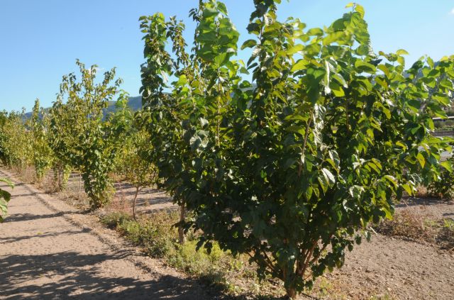 El IMIDA investiga la utilización como alimento de las moreras y las prácticas agronómicas que mejoran sus propiedades - 1, Foto 1