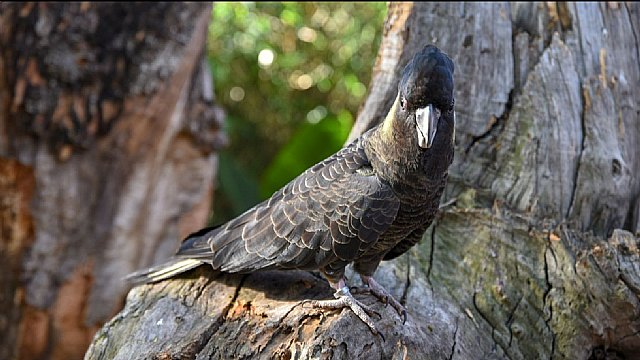 Más de 1.700 animales en Australia en declive por los incendios y la pérdida de biodiversidad - 1, Foto 1