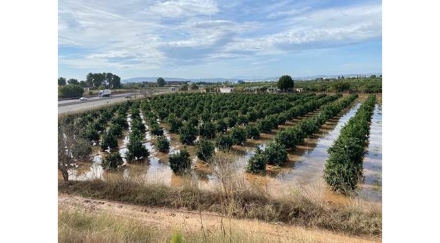 La DANA del pasado fin de semana en la Comunidad Valenciana provoca daños en producciones de cítricos - 1, Foto 1