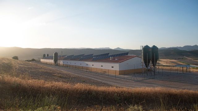 Ecologistas en Acción se oponen a la ampliación de una macrogranja hasta 15.000 corderos de cebo - 1, Foto 1