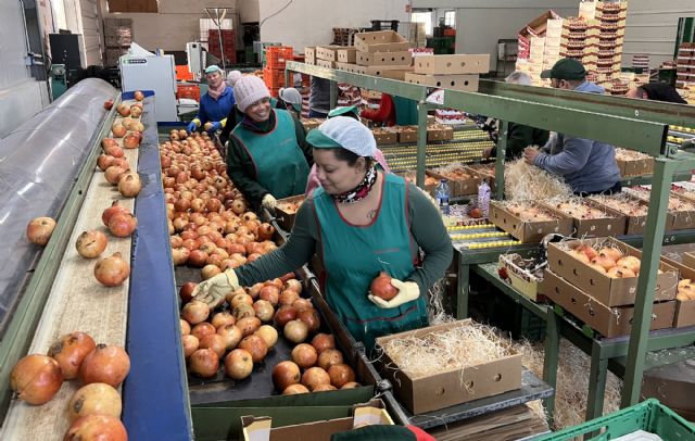 Parten hacia su destino las 250 cajas gratuitas de granadas de Elche para las personas de la Comunidad Valenciana que viven fuera - 2, Foto 2