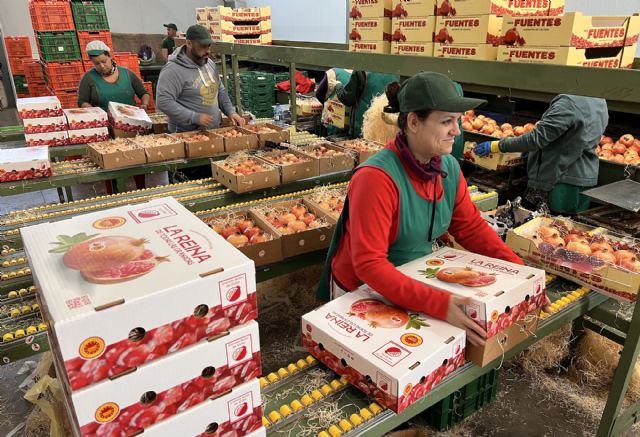 Parten hacia su destino las 250 cajas gratuitas de granadas de Elche para las personas de la Comunidad Valenciana que viven fuera - 3, Foto 3