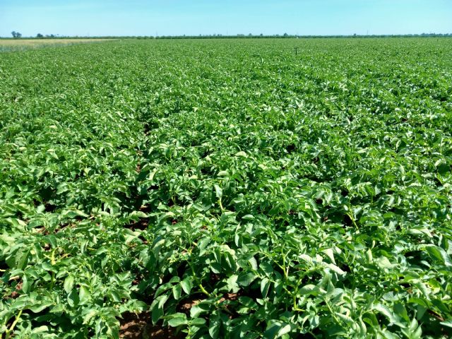 El fertilizante de insectos que maximiza el rendimiento de la cosecha en el cultivo de la patata - 3, Foto 3